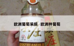 欧洲葡萄采摘  欧洲种葡萄