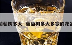 葡萄树多大  葡萄树多大多宽的花盆