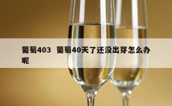 葡萄403  葡萄40天了还没出芽怎么办呢